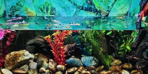 Aquarium mit Korallen und bunten Fischen – Aquarium-Umzug Singen