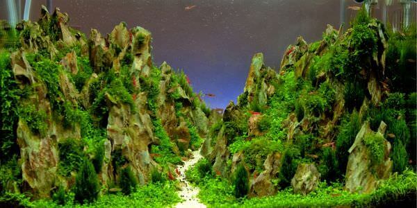 Aquarium mit Felslandschaft und Pflanzen – Umzug mit Aquarium in Singen
