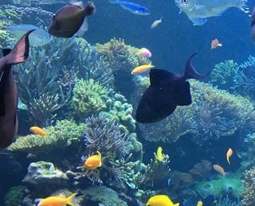 Fische im Korallenriff Fische zwischen Korallenriffen