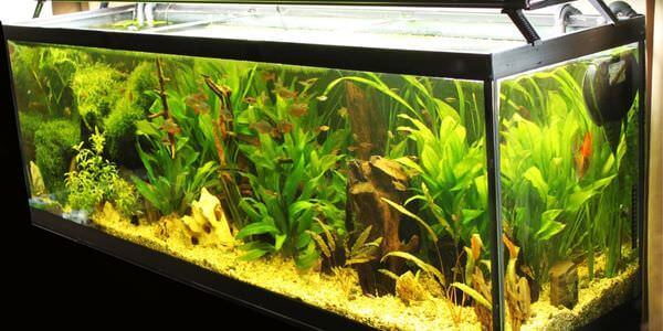 Aquarium-Umzug Singen: Längliches Aquarium mit grünen Wasserpflanzen