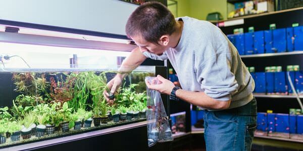 Mann versorgt Aquarienpflanzen vor einem Aquarienregal – Umzug mit Aquarium in Singen